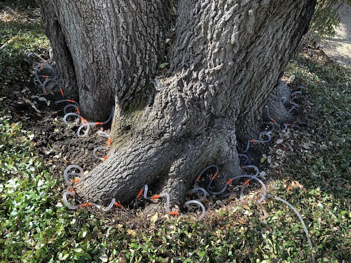Detailed Tree Cabling and Bracing job site in Barnard