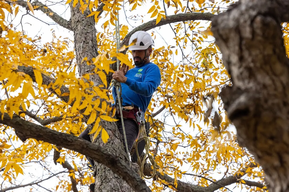 Skilled Storm Damage Cleanup crew working in Barnard