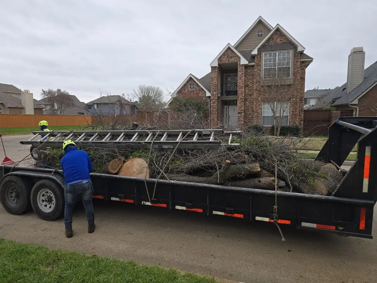 Expert Tree Removal with proper safety equipment in Barnard